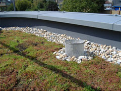 Sedum Green Roofs