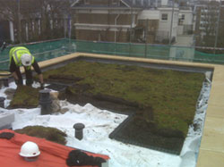 Modular Green Roof