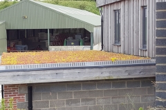 green-roof-edging-detail