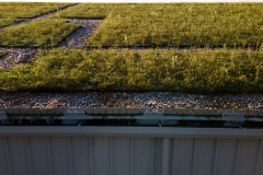 wallbarn-m-tray-modular-green-roof-project-wales-nov-2025-02