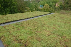 M-Tray-green-roof-on-garden-room-3
