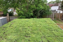 M-Tray-instant-sedum-green-roof-garden-room-DIY