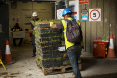 Installing-M-Tray-green-roof-2-handballing-6