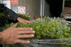 Installing-M-Tray-green-roof-2-handballing-9