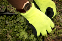 Installing-M-Tray-green-roof-4a-laying-1