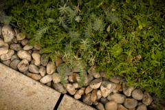 Installing-M-Tray-green-roof-6-laying-pebbles-10