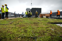 green-roof-Hammersmith-finished-2