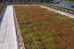 M-Tray-sedum-green-roof-install-Starbucks-step-2