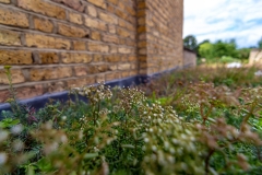 close-up-of-flowering-sedum