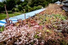 flowering-sedum-on-domestic-green-roof