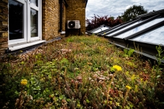 improving-view-from-bedroom-window-with-green-roof