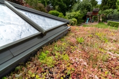 sedum-green-roof-close-up