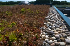 edging-green-roof