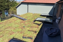 M-Tray-domestic-green-roof-2