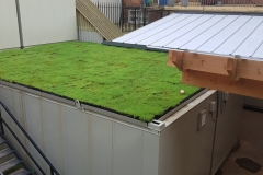 M-Tray-green-roof-on-site-hut