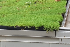 temporary-green-roof-edging