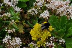 bee-close-up-sedum