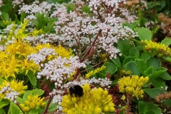 bee-close-up-wildflower