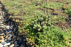 Wallbarn-M-Tray-Modular-Green-Roof-Project-03