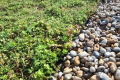 Wallbarn-M-Tray-Modular-Green-Roof-Project-05