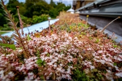 M-Tray_Sydenham_06-e1567502142869