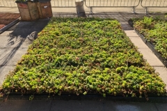 Close-Up-of-Sedum-M-Tray-before-Installation-Saxon-Court-YMCA-Project-1