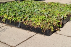 Close-Up-of-Sedum-M-Tray-before-Installation-Saxon-Court-YMCA-Project-Pic-13