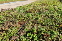 Close-Up-of-Sedum-M-Tray-before-Installation-Saxon-Court-YMCA-Project-Pic-19-scaled