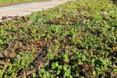 Close-Up-of-Sedum-M-Tray-before-Installation-Saxon-Court-YMCA-Project-Pic-19