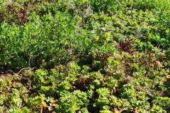 Close-Up-of-Sedum-M-Tray-before-Installation-Saxon-Court-YMCA-Project-Pic-20