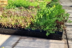 Close-Up-of-Wildflower-M-Tray-Saxon-Court-YMCA-Project-Pic-3-scaled