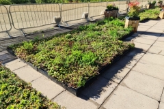Installation-of-Sedum-M-Trays-before-installation-Saxon-Court-YMCA-Project-Pic-2
