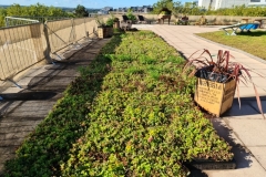Sedum-M-Trays-Laid-Out-before-Installation-Saxon-Court-YMCA-Project