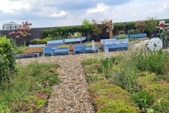 ymca-green-roof