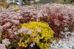 Wallbarn-Sedum-M-Tray-Green-Roof