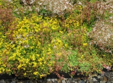 M-Tray green roof in flower - 14 June