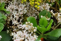 Close-Up-of-Sedum-Sea-Campion-Goldilocks