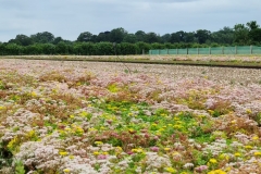 Grown-Field