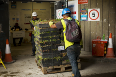 Installing-M-Tray-green-roof-2-handballing-6