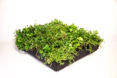 M-Tray®_sedum-single-tray_Spring-2