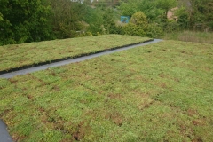 M-Tray green roof on garden room 3