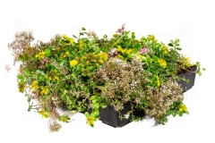 M-tray-flowering-sedum-green-roof-1-scaled