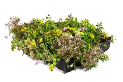 M-tray-flowering-sedum-green-roof-tray