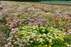 Sedum-Floriferm-Album-Goldilocks