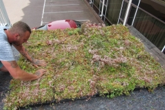 Clicking sedum green roof modules together Radisson hotel