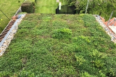domestic-extension-green-roof