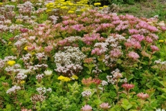 flowering-sedum-1