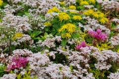 flowering-sedum-species