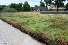 Green roof established 10 months