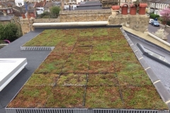 Green roof single storey extension